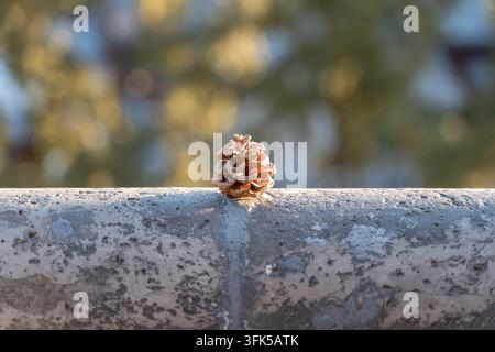 Petite pomme de pin au sommet d'une rambarde en pierre sous un soleil d'hiver chaud avec un fond flou Banque D'Images