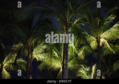 Plantes tropicales luxuriantes et feuillage exotique vert à Koh Samui, Thaïlande, le 25 février 2025 Banque D'Images