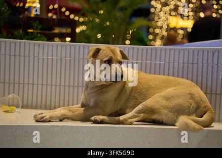 Un chien se détendant en plein air sur l'île tropicale de Koh Samui, Thaïlande, le 14 février 2025 Banque D'Images