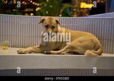 Un chien se détendant en plein air sur l'île tropicale de Koh Samui, Thaïlande, le 14 février 2025 Banque D'Images