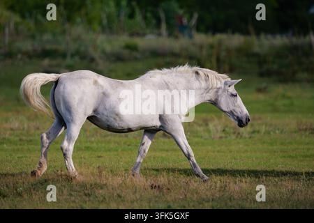 Cheval blanc marchant dans un pâturage vert par temps ensoleillé Banque D'Images