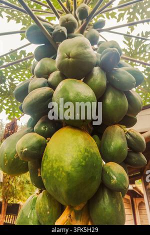 Papayes verts frais poussant sur un arbre dans le comté de Murang’a, Kenya Banque D'Images