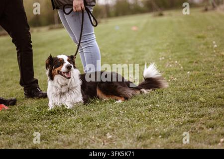 Rome, Italie 16 septembre 2026 : Border Collie en laisse allongé sur l'herbe verte avec son maître lors d'une séance d'entraînement d'obéissance en plein air, attentif et concentré Banque D'Images
