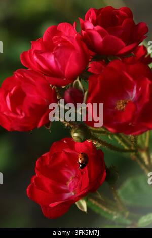 Close up de roses de jardin rouge vif en pleine floraison avec une petite coccinelle. Banque D'Images