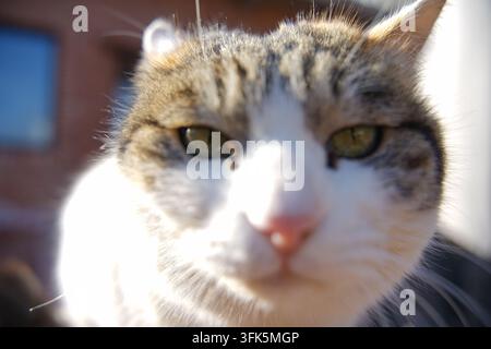 Extrême gros plan du visage d'un chat tigré et blanc pressé contre l'objectif, rétroéclairé avec un nez lumineux Banque D'Images