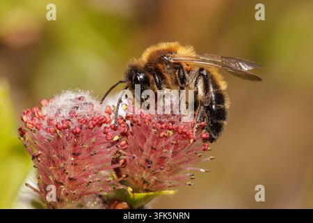 Abeille mineuse chocolat (Andrena scotica) collectant du pollen de chatons de saule Gros plan macro Banque D'Images