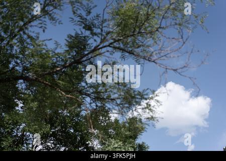 Regard vers le ciel et les nuages blancs à travers les branches d'arbres verts Banque D'Images