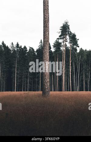 Vue d'un pin solitaire dressé dans un champ d'herbe sèche avec une forêt dense en arrière-plan dans le comté de Laane, en Estonie. Banque D'Images
