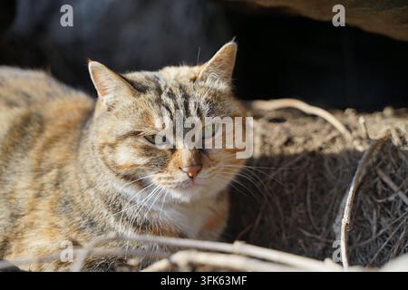 Close-up d'un chat calico errant aux yeux vert vif regardant directement l'appareil photo Banque D'Images