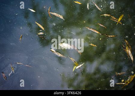 Poissons morts et feuilles tombées flottant sur l'eau vert foncé de l'étang Banque D'Images