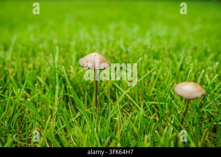 amas de champignons sur la pelouse avec une herbe verte floue Banque D'Images