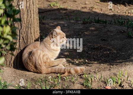 Chat roux recroquevillé et se reposant paresseusement à côté d'un arbre au soleil Banque D'Images
