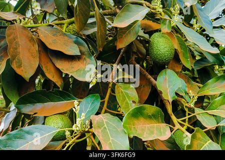 Avocats verts frais et fleurs poussant sur les branches d’arbres dans le comté de Murang’a, Kenya Banque D'Images