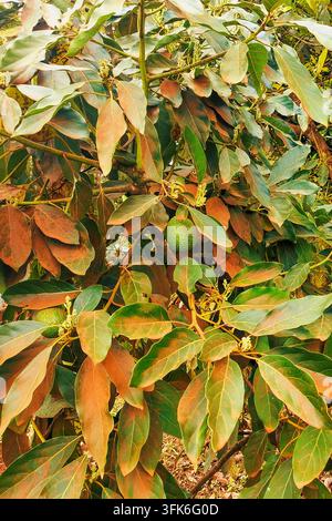 Avocats verts frais et fleurs poussant sur les branches d’arbres dans le comté de Murang’a, Kenya Banque D'Images