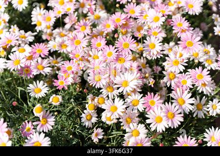 Grossissement d'une mer de grandes fleurs roses de Chrysanthemum × morifolium Banque D'Images