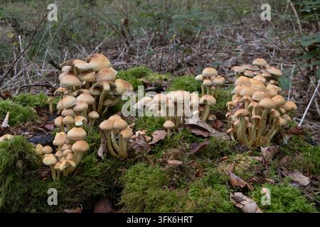 Groupes de champignons sauvages brun clair poussant parmi la mousse, la litière de feuilles et les branches tombées sur le sol de la forêt. Banque D'Images