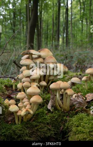 Grappes de champignons sauvages bruns poussant ensemble sur de la mousse et des feuilles mortes dans une forêt Banque D'Images