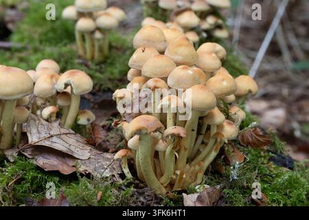 Amas de petits champignons sauvages brunâtres poussant parmi la litière de feuilles sur le sol de la forêt. Banque D'Images