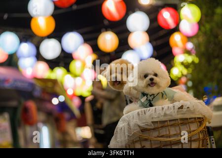 Chiens avec les lumières du festival de la mi-automne à Shek O le 23 septembre 2026 à Hong Kong. (Photo de Vernon Yuen/Nexpher Images) Banque D'Images
