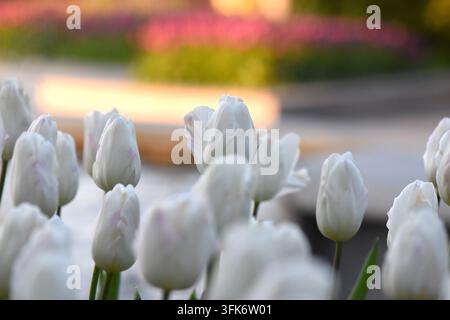 Gros plan d'un champ de tulipes Banque D'Images