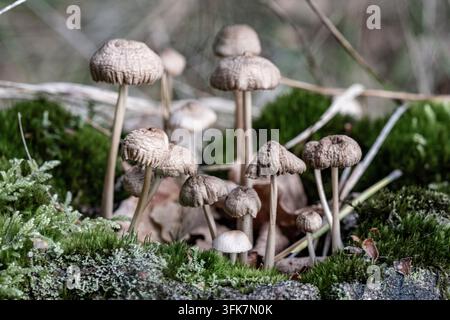 Des champignons poussent sur une plaque de mousse dans une forêt. La lumière tamisée projette des ombres sur les champignons. Des feuilles tombées entourent les champignons, Fliegerb Banque D'Images