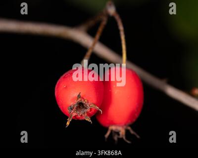 Des cynorhodons rouge vif pendent d'une branche dans une lumière automnale chaude sur un fond vert naturel. Banque D'Images