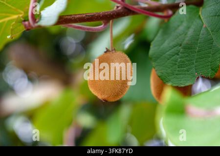 Actinidia deliciosa avec des kiwis suspendus à une vigne grimpante ligneuse parmi un feuillage vert dense. Banque D'Images