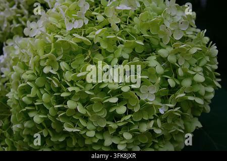 Close-up de fleurs d'hortensia vert lime Hydrangea paniculata – fond naturel Banque D'Images