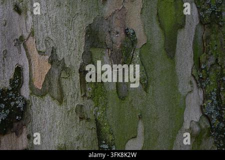 Texture de l'écorce exfoliante du platane de Londres Platanus x acerifolia avec mousse Banque D'Images