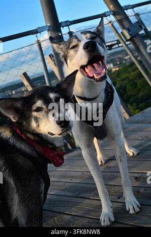 Deux chiens en plein air, dont un Husky sibérien, sur une terrasse en bois Banque D'Images