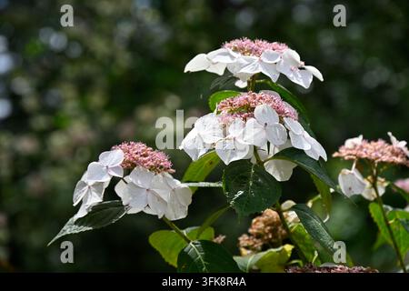 Fleurs d'été blanches d'Hydrangea macrophylla 'Veitchii' AGM poussant dans un jardin du Royaume-Uni en juin Banque D'Images