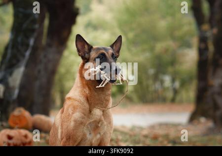Malinois belge tenant une décoration squelette à côté de citrouilles dans une forêt automnale. Les accessoires saisonniers combinent un portrait canin avec une touche fantaisiste et effrayante Banque D'Images