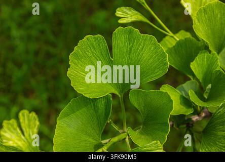 Grossissement des feuilles vertes vives de Ginkgo biloba, feuillage en forme d'éventail avec des veines détaillées et fond forestier naturel, bien-être botanique et nature automnale Banque D'Images