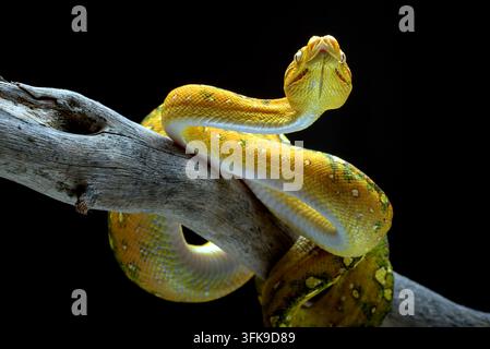 Python vert morph jaune (Morelia viridis) reposant sur une branche en bois Banque D'Images
