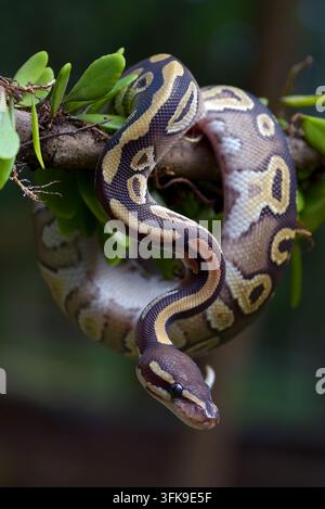 Python royal (Python regius) suspendu à une branche d'arbre Banque D'Images