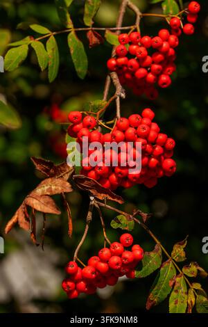 Vue macro d'un bouquet de baies rouges mûres de sorbier Banque D'Images
