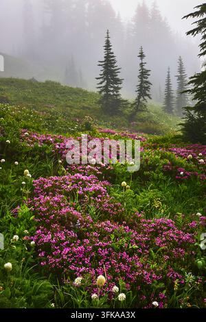 Des fleurs sauvages roses vives recouvrent une prairie luxuriante le long du Skyline Trail dans le parc national du mont Rainier. De grands conifères s'élèvent à travers la brume tandis que Banque D'Images