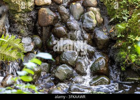 Une petite cascade dévale des pierres noires mouillées dans un ruisseau de forêt. L'eau fraîche éclabousse des rochers sombres à côté de mousse verte et de fougères. Banque D'Images