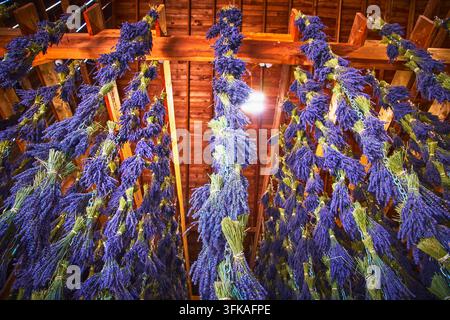 Paniers de lavande séchant à l'intérieur d'une grange en bois à la ferme de lavande de Sequim, Washington Banque D'Images