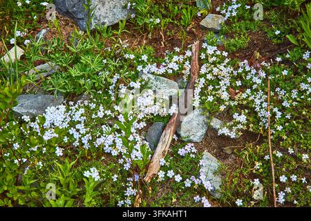Fleurs sauvages et rochers dans une prairie alpine avec un bâton et une végétation luxuriante verte Banque D'Images