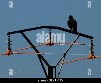 Les lignes électriques s'étendent contre un ciel bleu clair. Un oiseau se perche, alerte, sur une structure métallique. Les plumes sombres de l'oiseau contrastent fortement avec le fond lumineux Banque D'Images