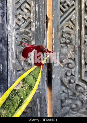 Libellule rouge posée sur une feuille de plante tropicale à Bali, Indonésie, le 13 avril 2026. Banque D'Images