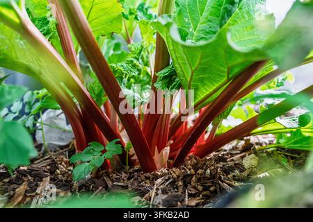 Vue rapprochée de tiges de rhubarbe rouge vif poussant dans un carré de jardin domestique. La plante présente de grandes feuilles vertes et est entourée de paillis et de terre, parfaite pour le contenu alimentaire. Banque D'Images