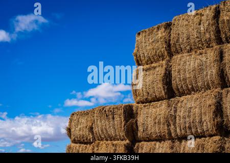 Des piles de balles de foin dorées s'élèvent contre un ciel bleu éclatant parsemé de nuages, mettant en valeur l'agriculture rurale, la récolte saisonnière, la production agricole et les textures naturelles de la campagne. Banque D'Images