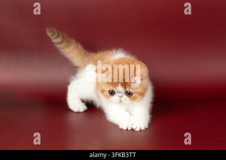 petit beau chaton rouge exotique sur un fond bordeaux dans le studio. La couleur du chaton persan est rouge avec du blanc Banque D'Images