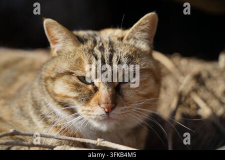 Chat errant calico aux yeux perçants regardant directement l'objectif Banque D'Images