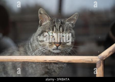 Chat tabby le visage pressé contre une vitre regardant la caméra Banque D'Images