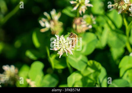 Prise de vue macro d'une abeille butineuse récoltant du nectar sur des fleurs de trèfle Banque D'Images