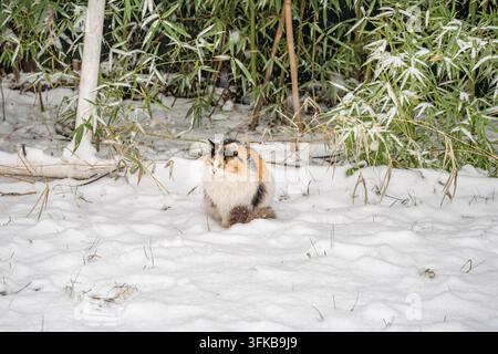 Chat calico à poils longs assis dans une forêt de bambous enneigée sous une chute de neige, plan large Banque D'Images