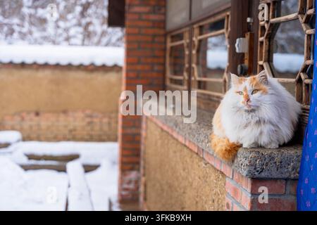 Chat long poil orange et blanc assis sur le rebord de la fenêtre regardant vers le haut la vue enneigée de l'arrière-cour Banque D'Images